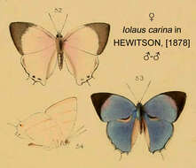 Image of Iolaus carina Hewitson 1873