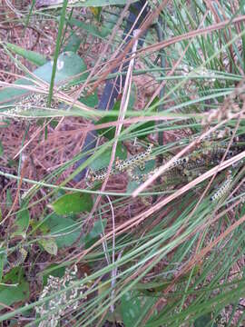 Image of Red-headed Pine Sawfly