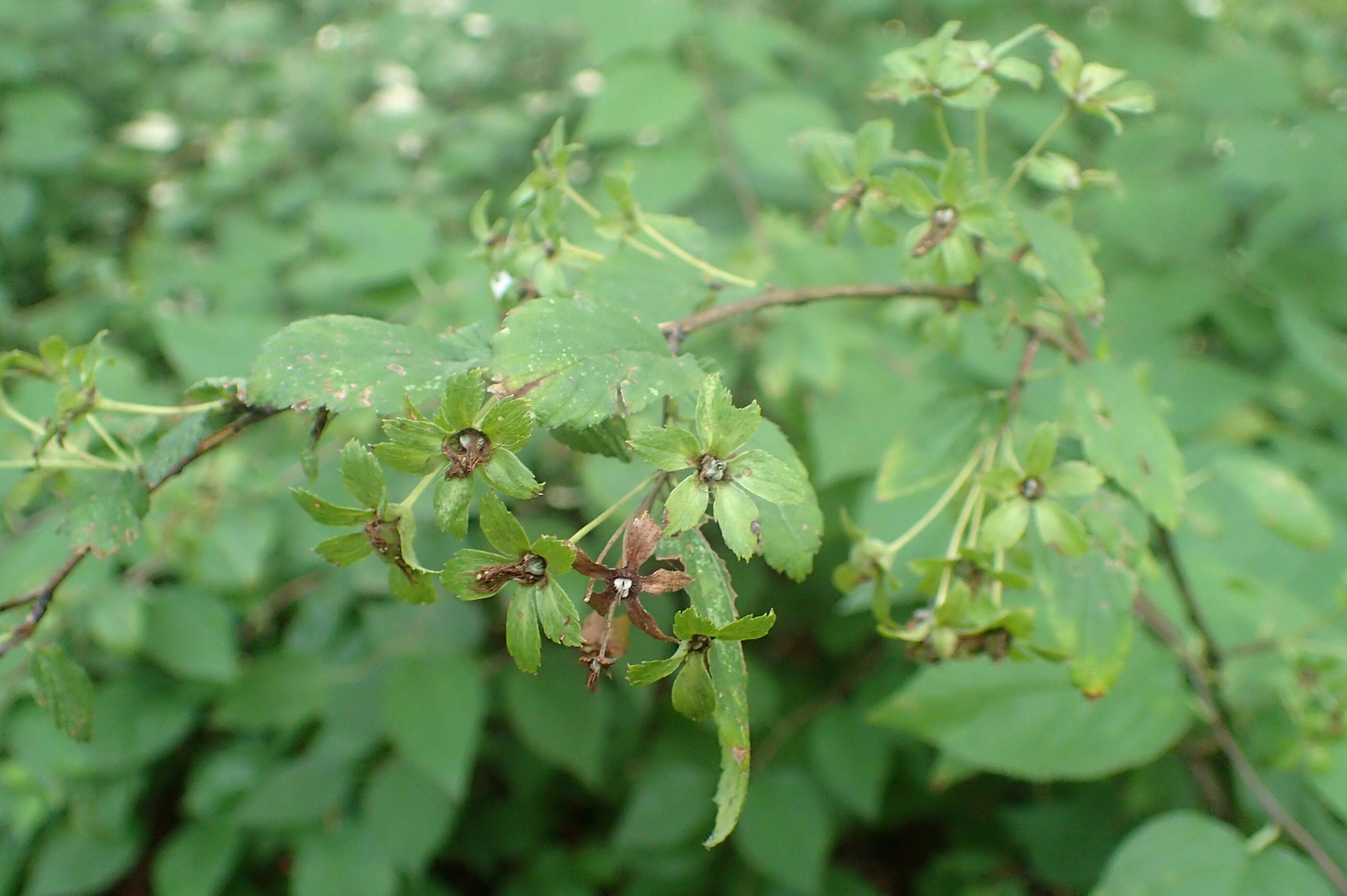 Neviusia alabamensis A. Gray的圖片