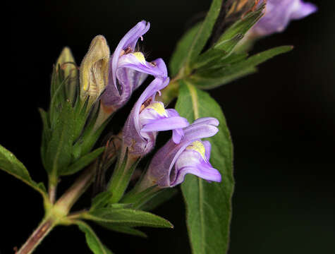 Imagem de Hygrophila uliginosa S. Moore