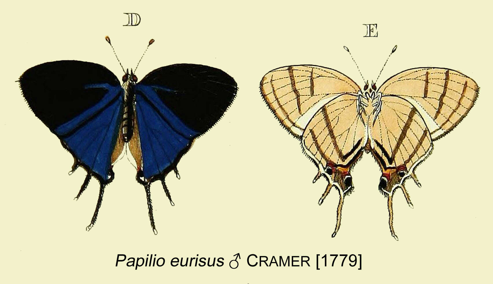 Image of Iolaus eurisus (Cramer 1779)