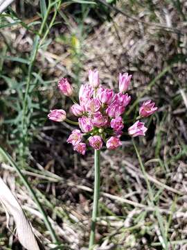 Image of plains onion