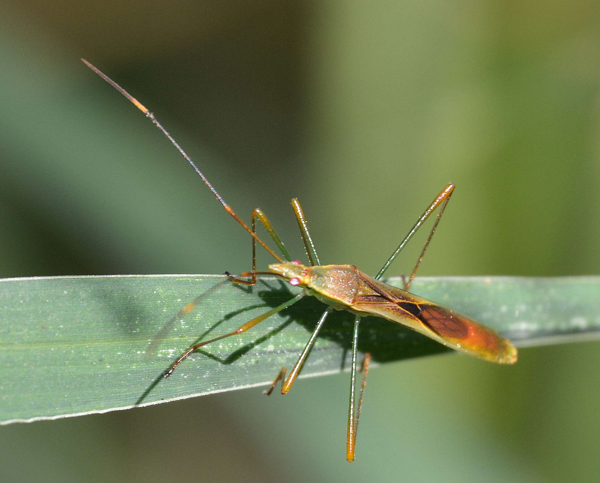 Image of Stenocoris (Stenocoris) apicalis (Westwood 1842)