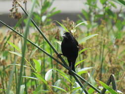 Image of Agelaius phoeniceus caurinus Ridgway 1901