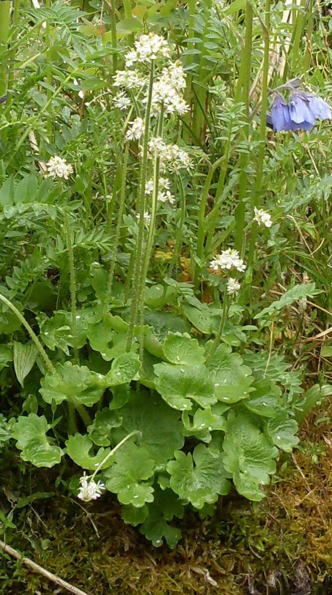 Image of Porsild's Pseudosaxifrage