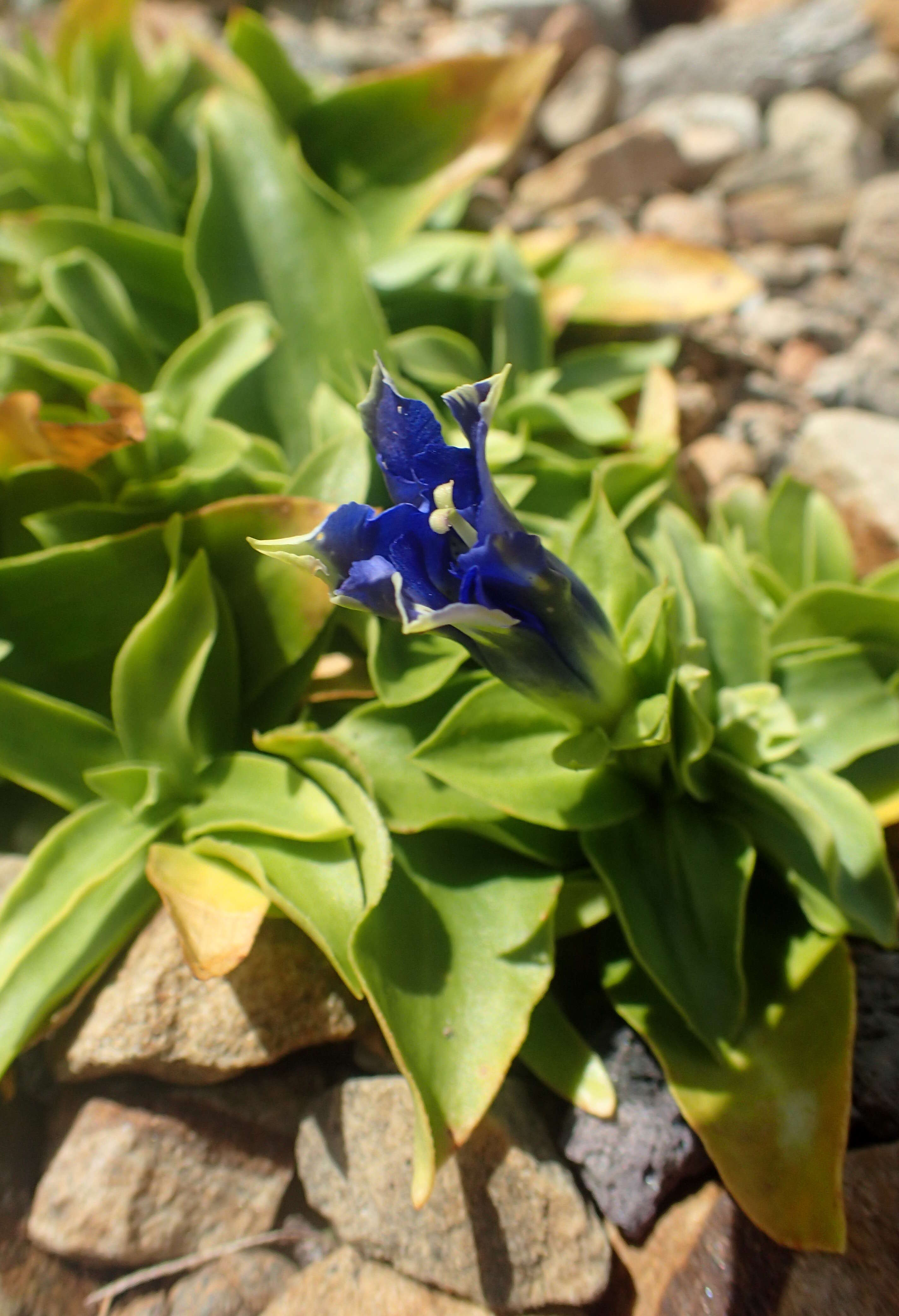 Image of Stemless Gentian