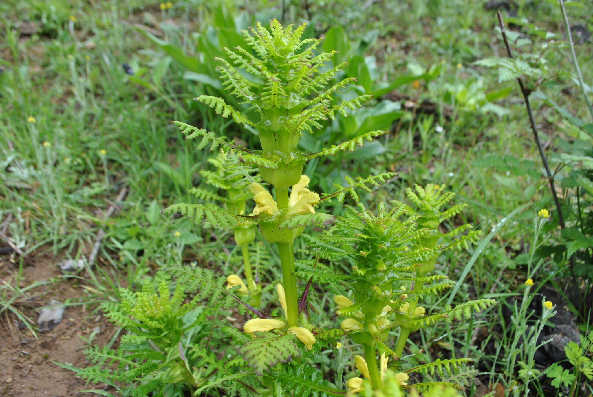 Image of Pedicularis rex C. B. Clarke ex Maxim.