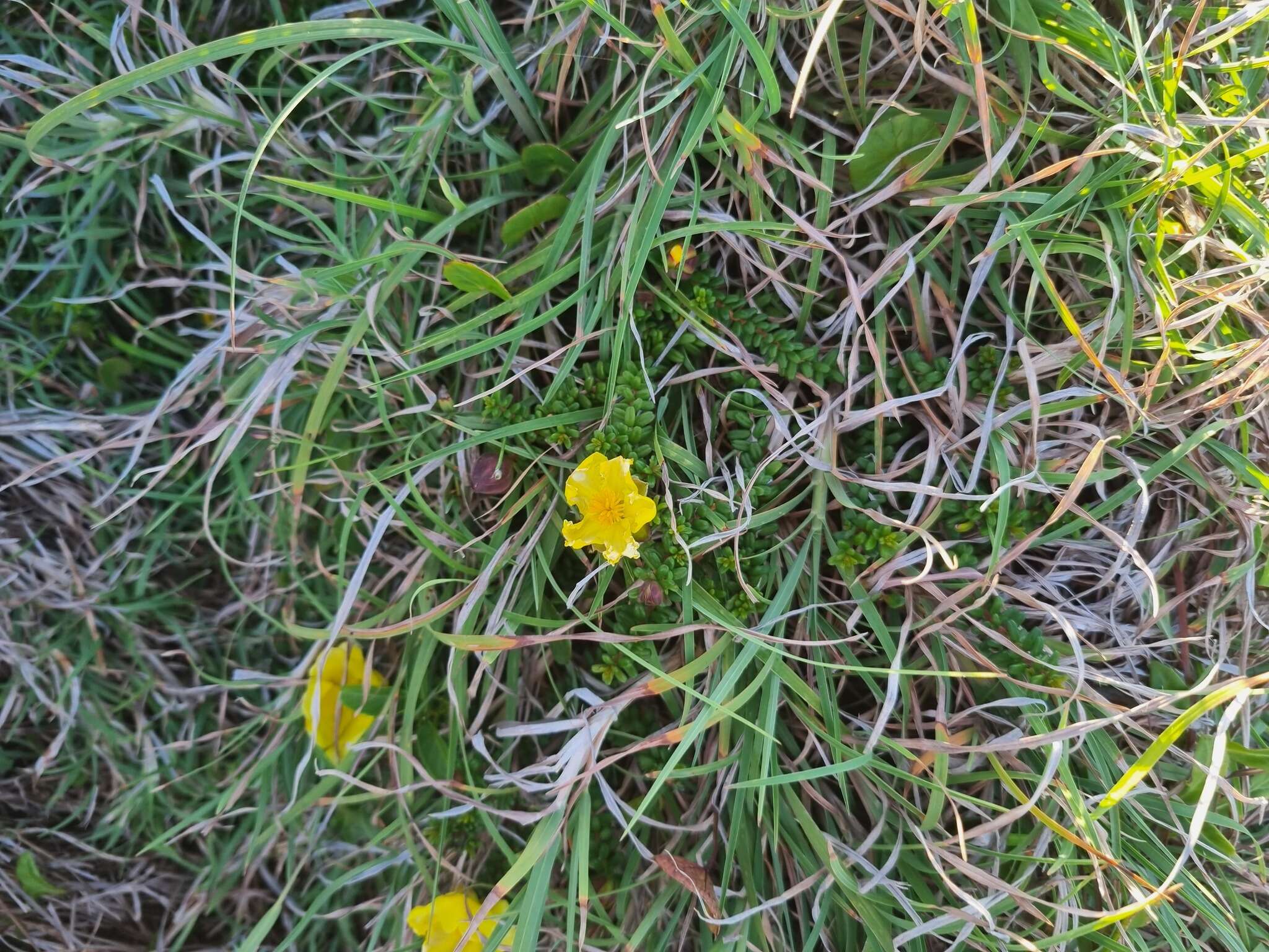 Image of Hibbertia vestita var. thymifolia Benth.