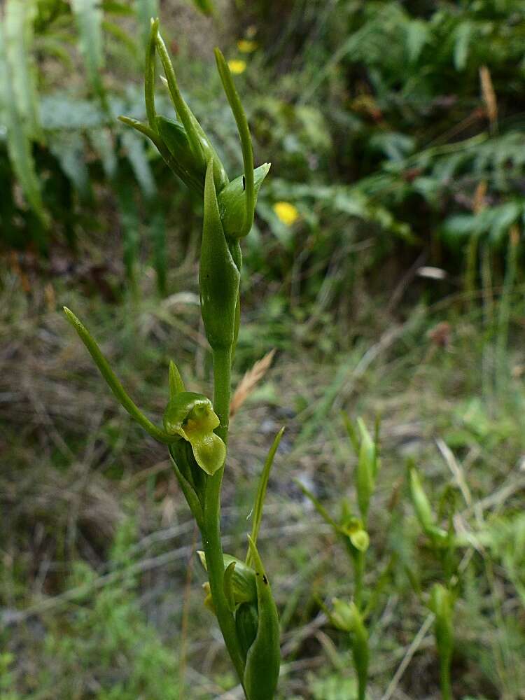 Image of Horned orchid