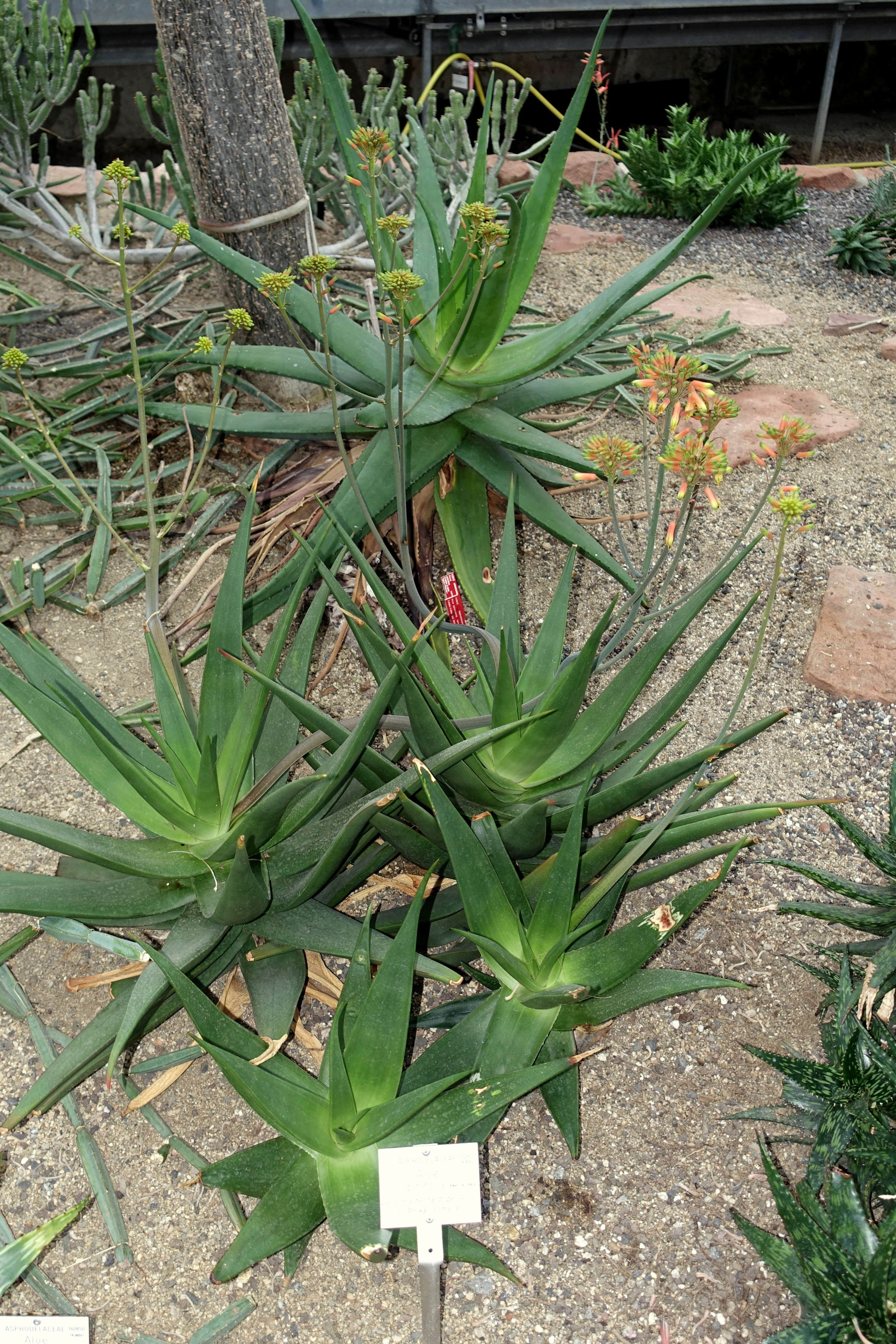 Plancia ëd Aloe scobinifolia Reynolds & P. R. O. Bally