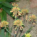 Plancia ëd Aloe scobinifolia Reynolds & P. R. O. Bally