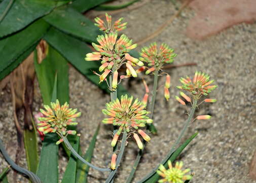 Plancia ëd Aloe scobinifolia Reynolds & P. R. O. Bally