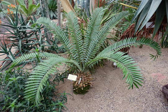 Image of Bushman's River Cycad