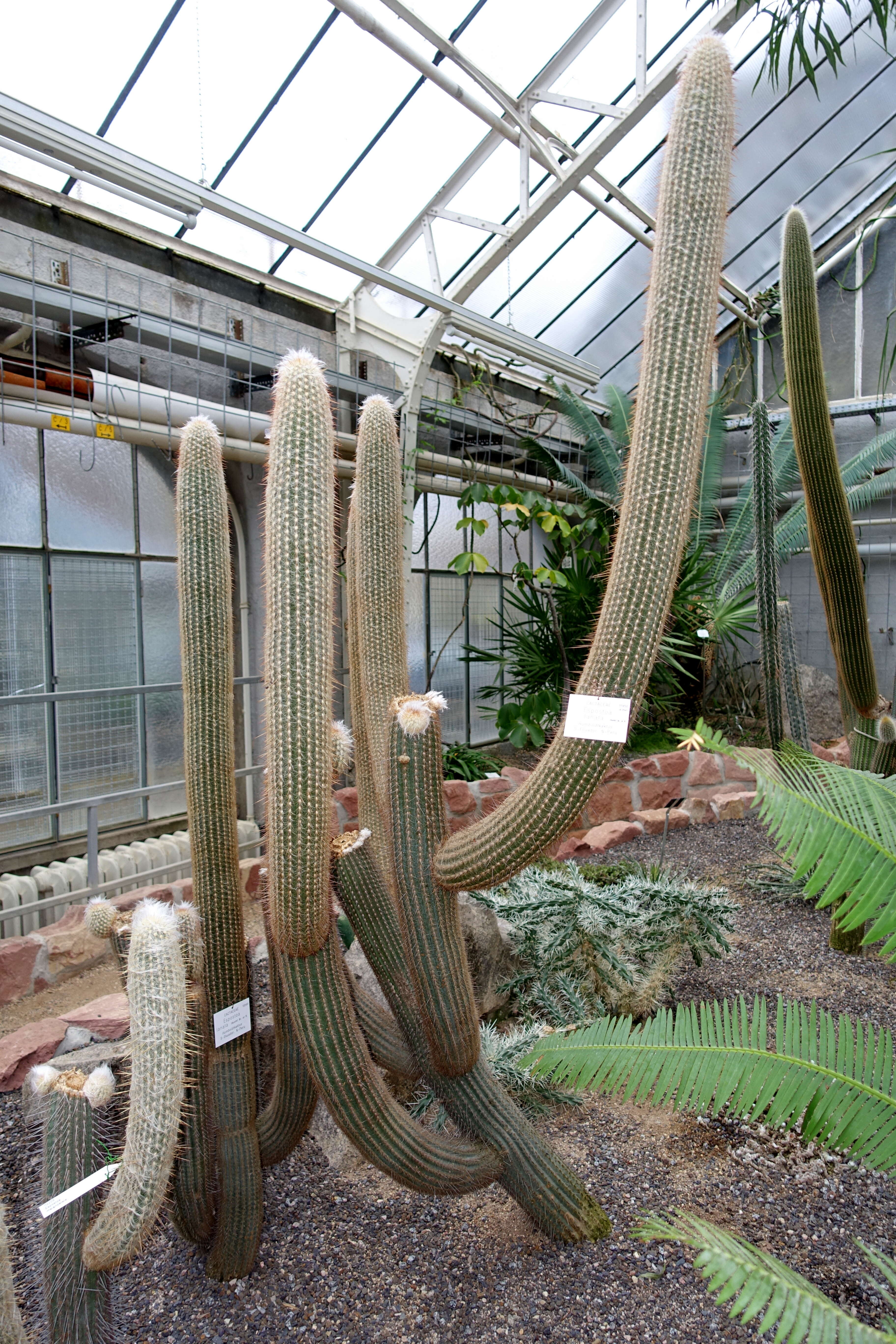 Image of Cotton Ball Cactus