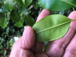 Plancia ëd Olea paniculata R. Br.