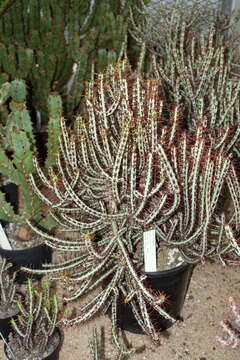 Imagem de Euphorbia aeruginosa Schweick.