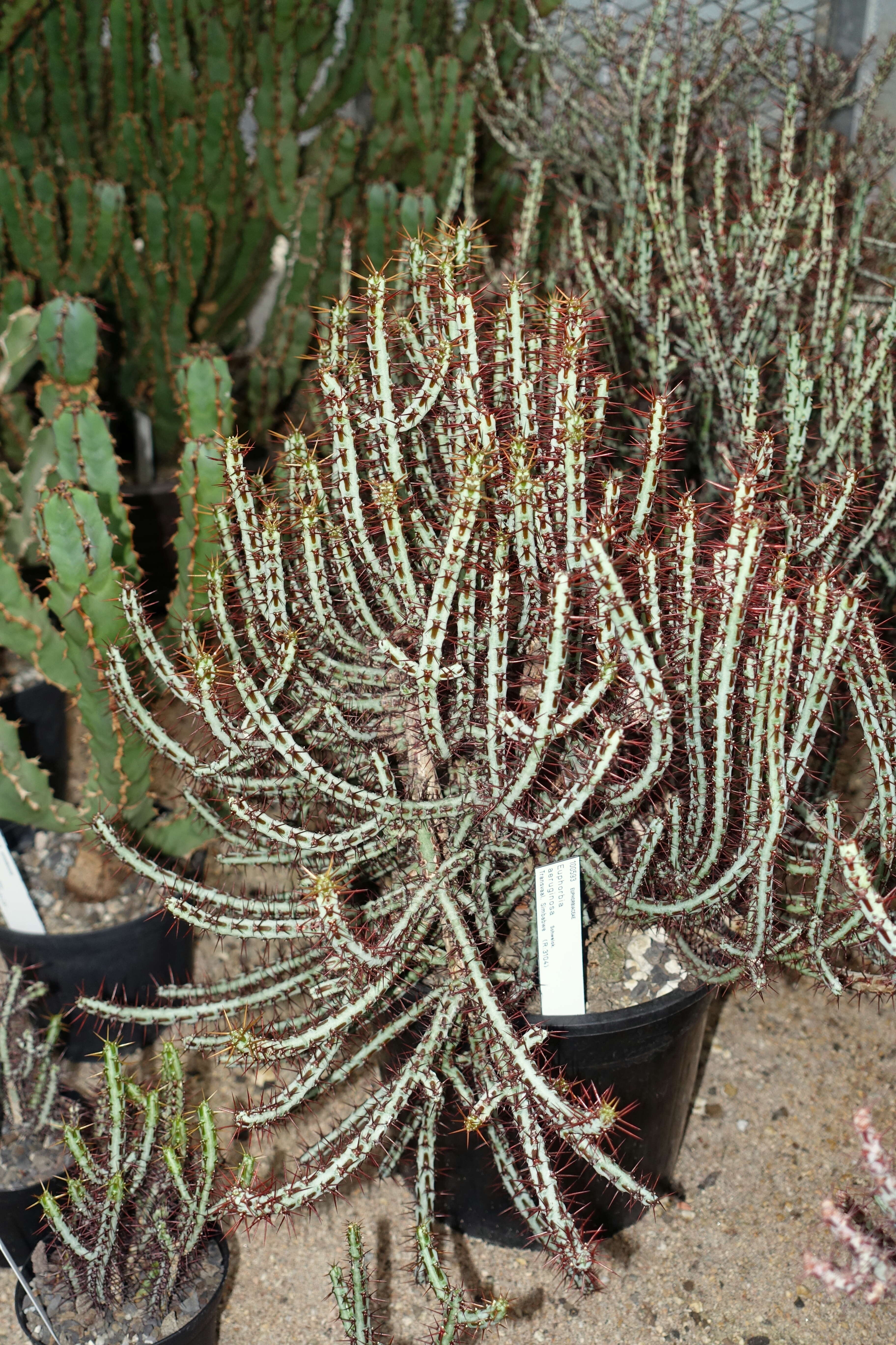 Image of Euphorbia aeruginosa Schweick.