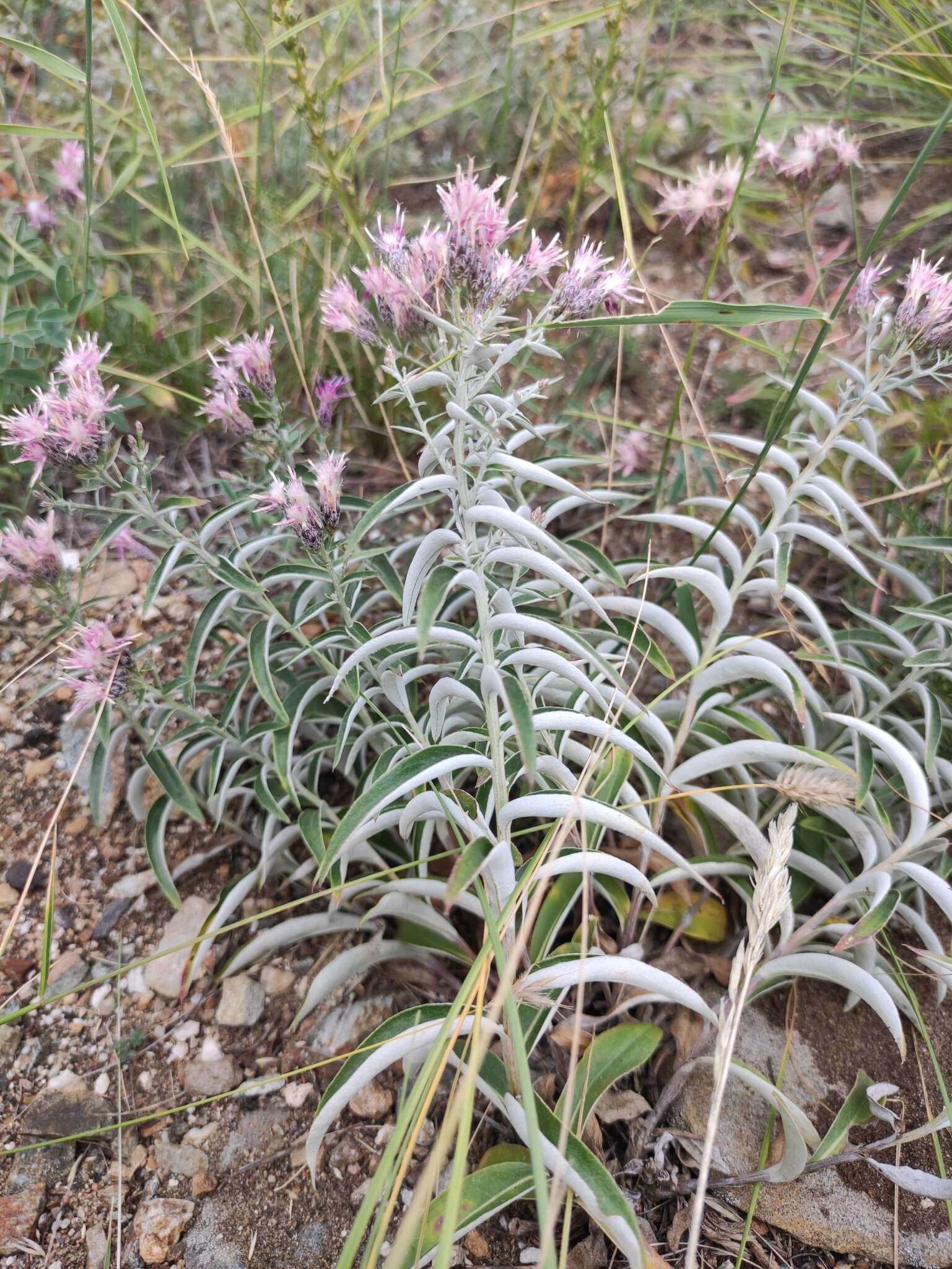 Image of Saussurea salicifolia (L.) DC.