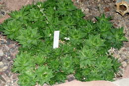 Haworthia cymbiformis (Haw.) Duval resmi