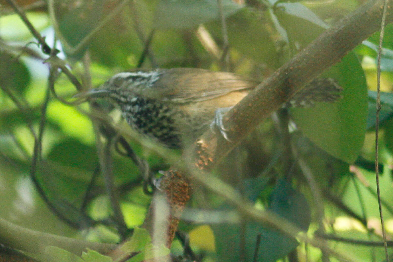 Image of Speckle-breasted Wren