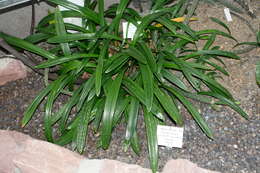 Image of striped Barbados lily