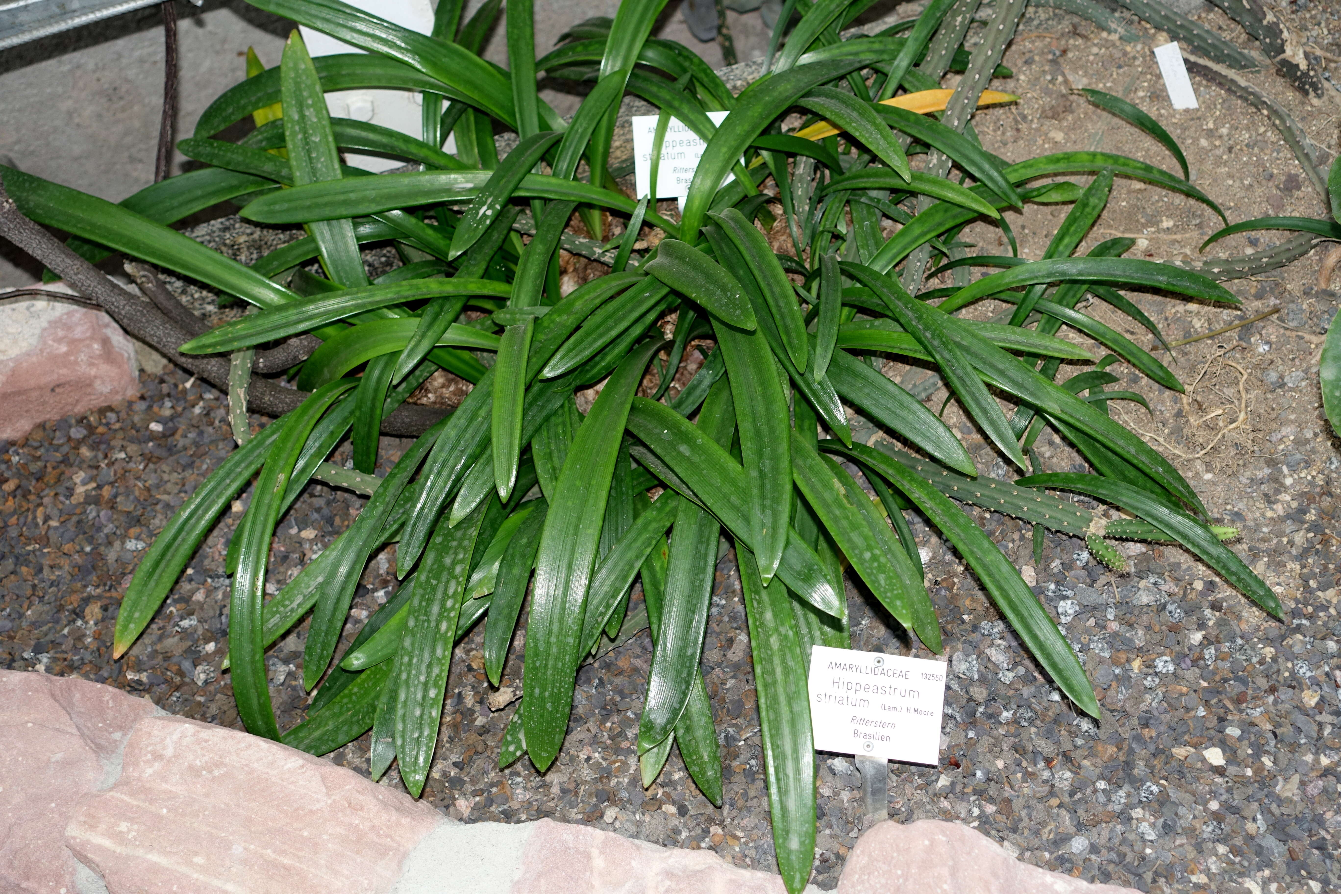 Image of striped Barbados lily