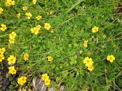 Imagem de Bidens anthemoides (DC.) Sherff