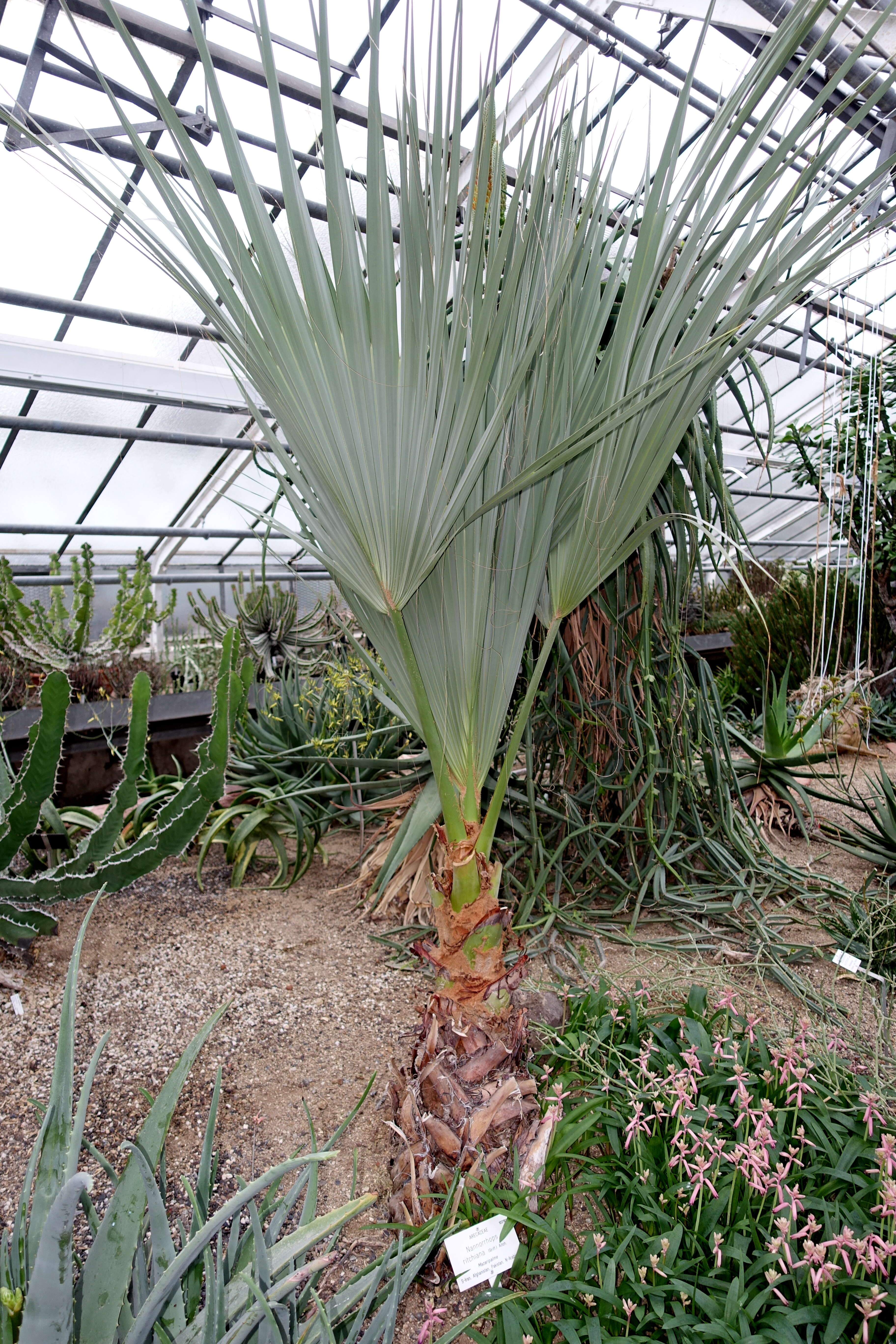 Image de Nannorrhops ritchiana