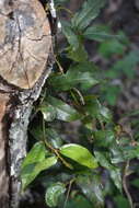 صورة Aristolochia praevenosa F. Müll.