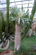 Image of Pachypodium namaquanum (Wyley ex Harv.) Welw.