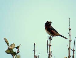 Image of Black-and-chestnut Warbling Finch