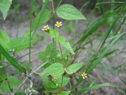 Galinsoga parviflora Cav. resmi