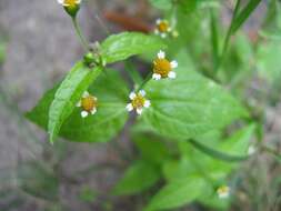 Image of Smooth peruvian daisy