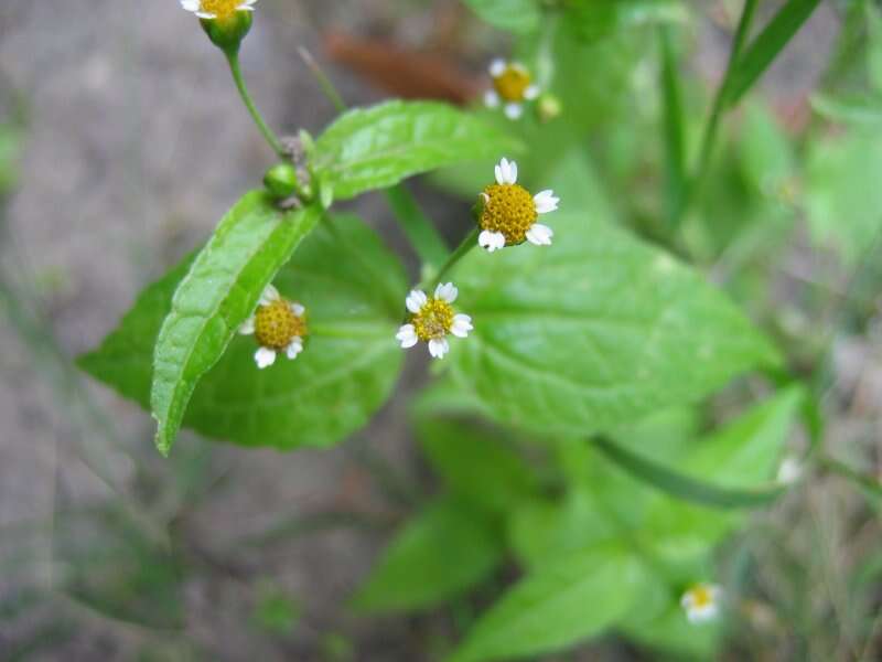 Galinsoga parviflora Cav. resmi