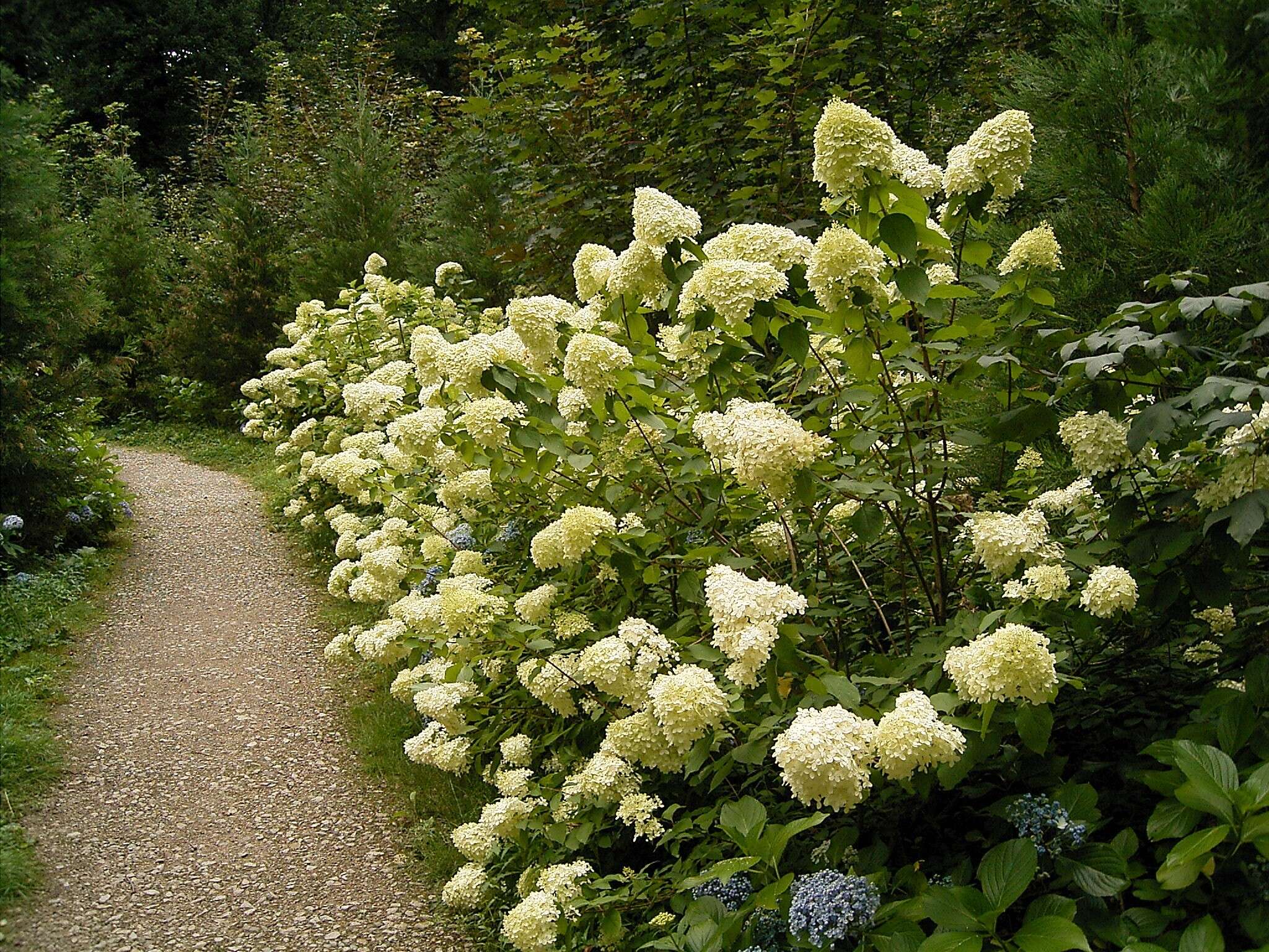 Image of panicled hydrangea