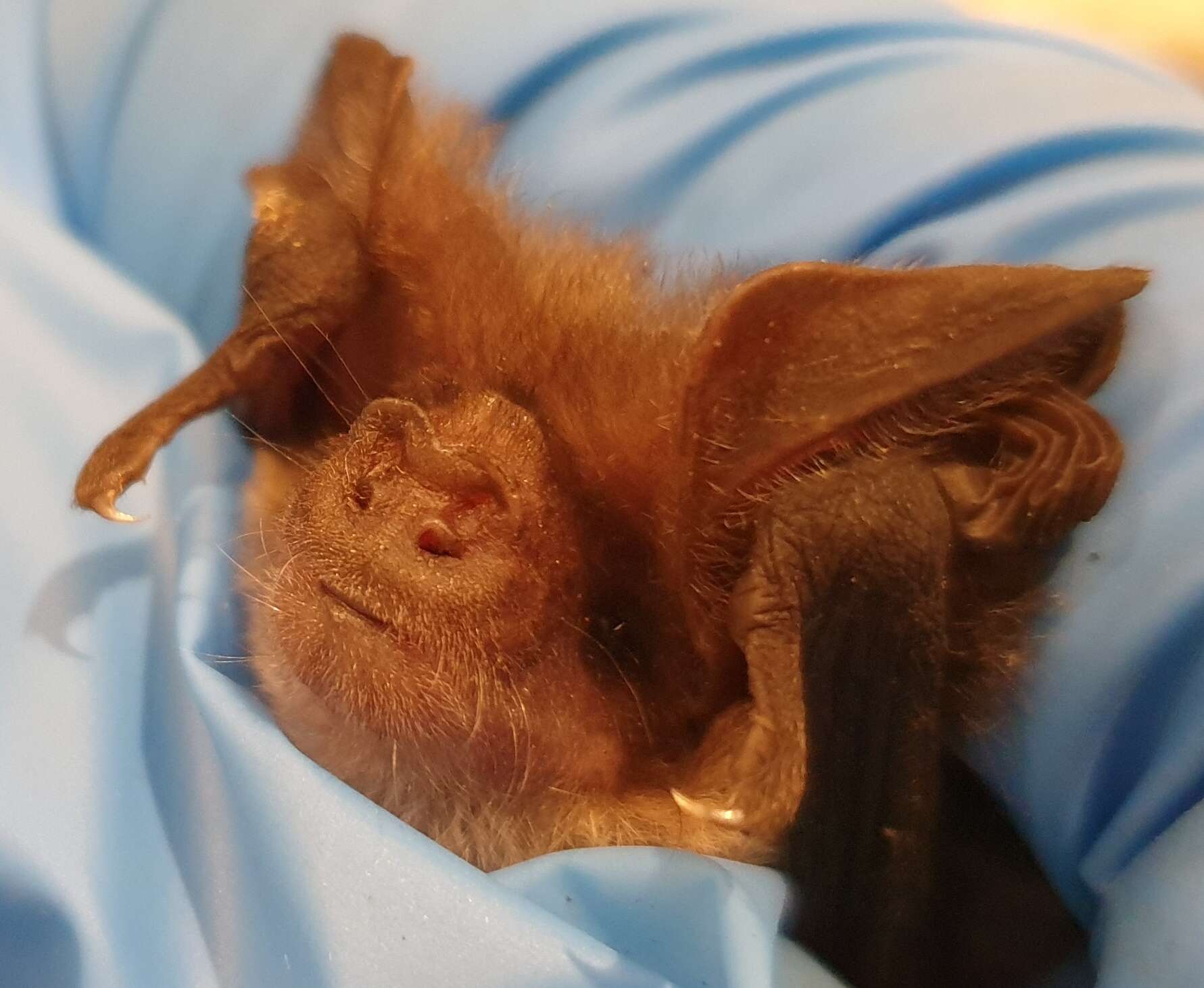 Image of Gould's Long-eared Bat