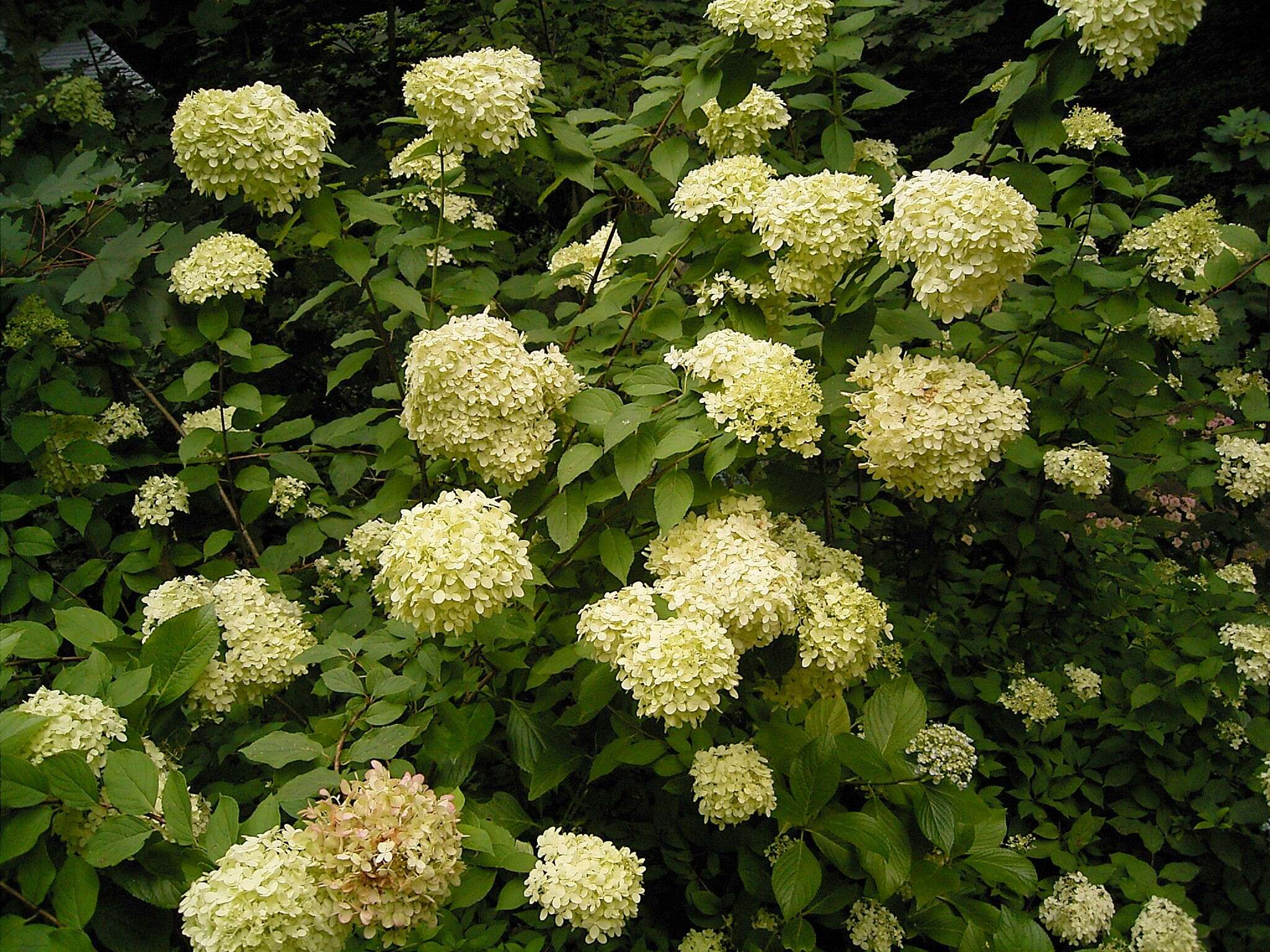 Image of panicled hydrangea