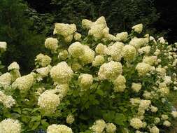 Image of panicled hydrangea