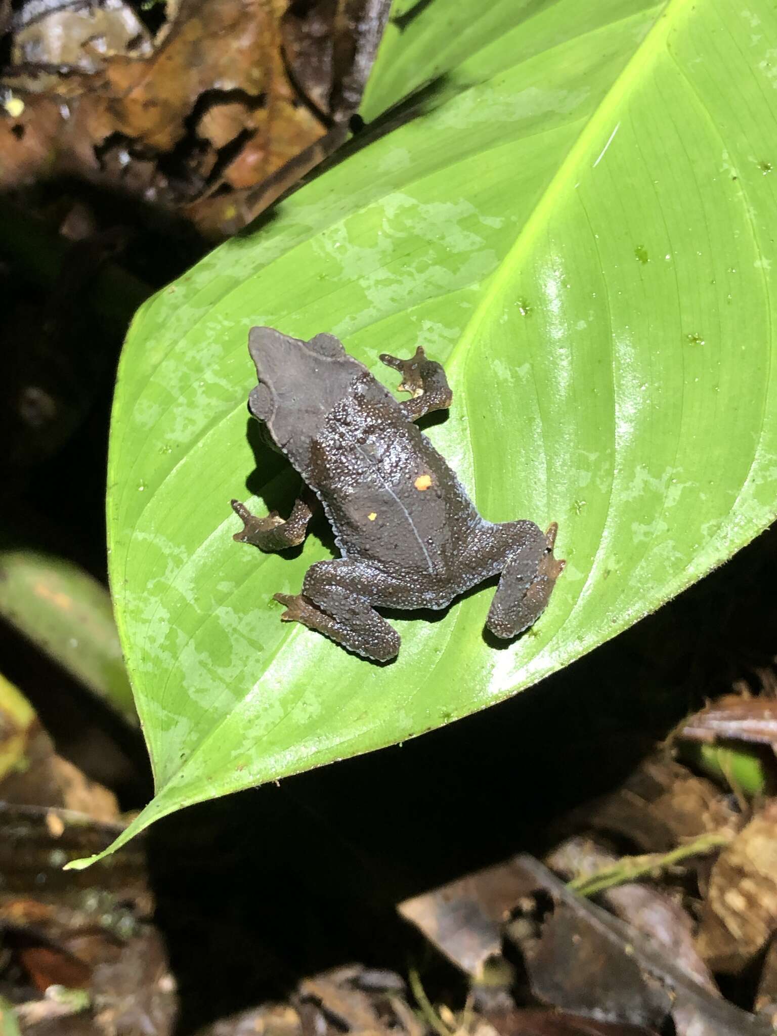 صورة Rhinella festae (Peracca 1904)