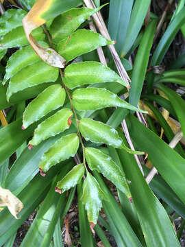 Image of Japanese netvein hollyfern