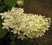 Image of panicled hydrangea