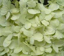 Image of panicled hydrangea