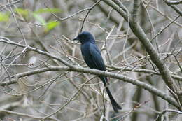 Image of Black Drongo