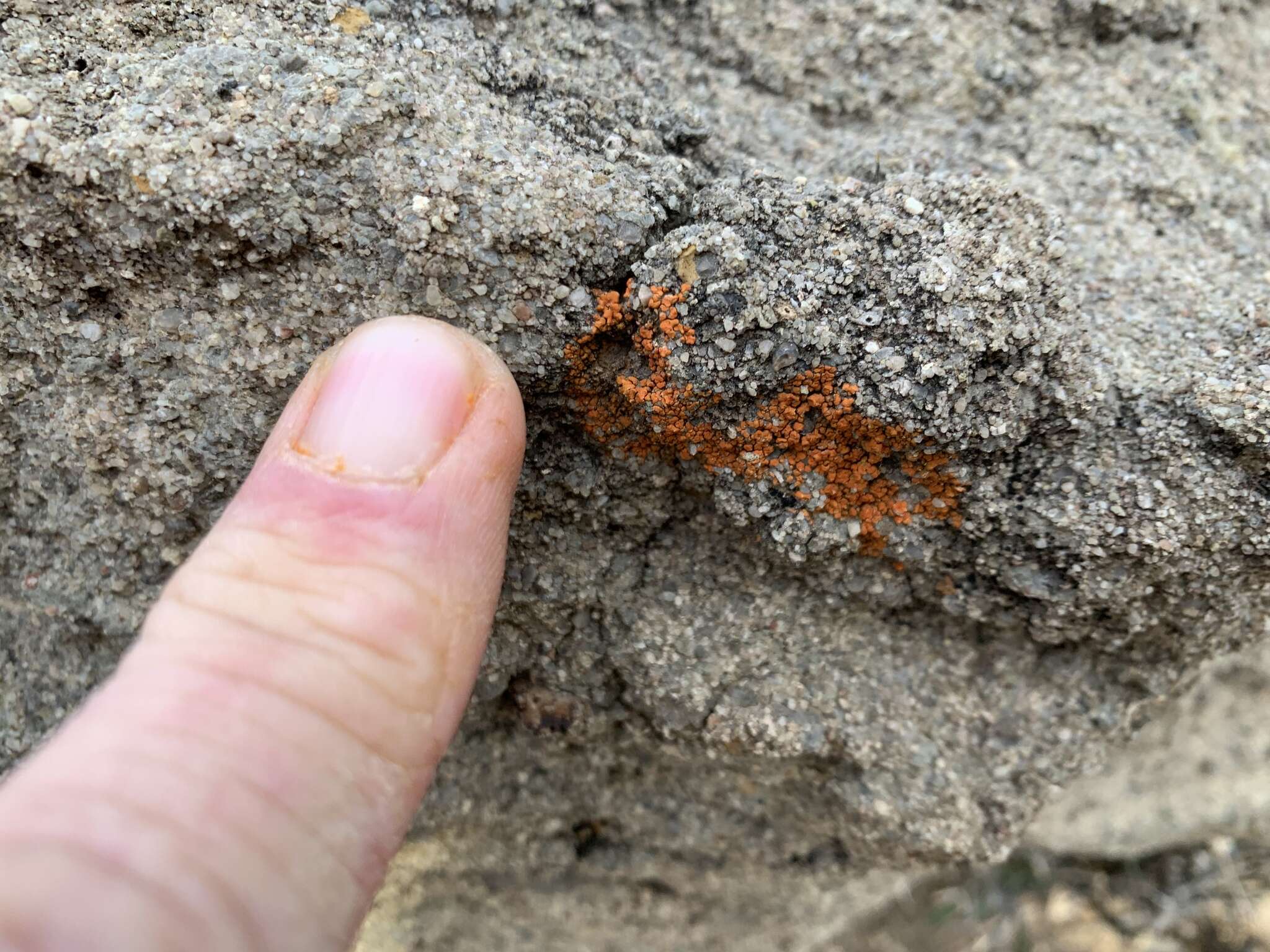 Image of orange lichen