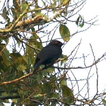 Image of Common Square-tailed Drongo