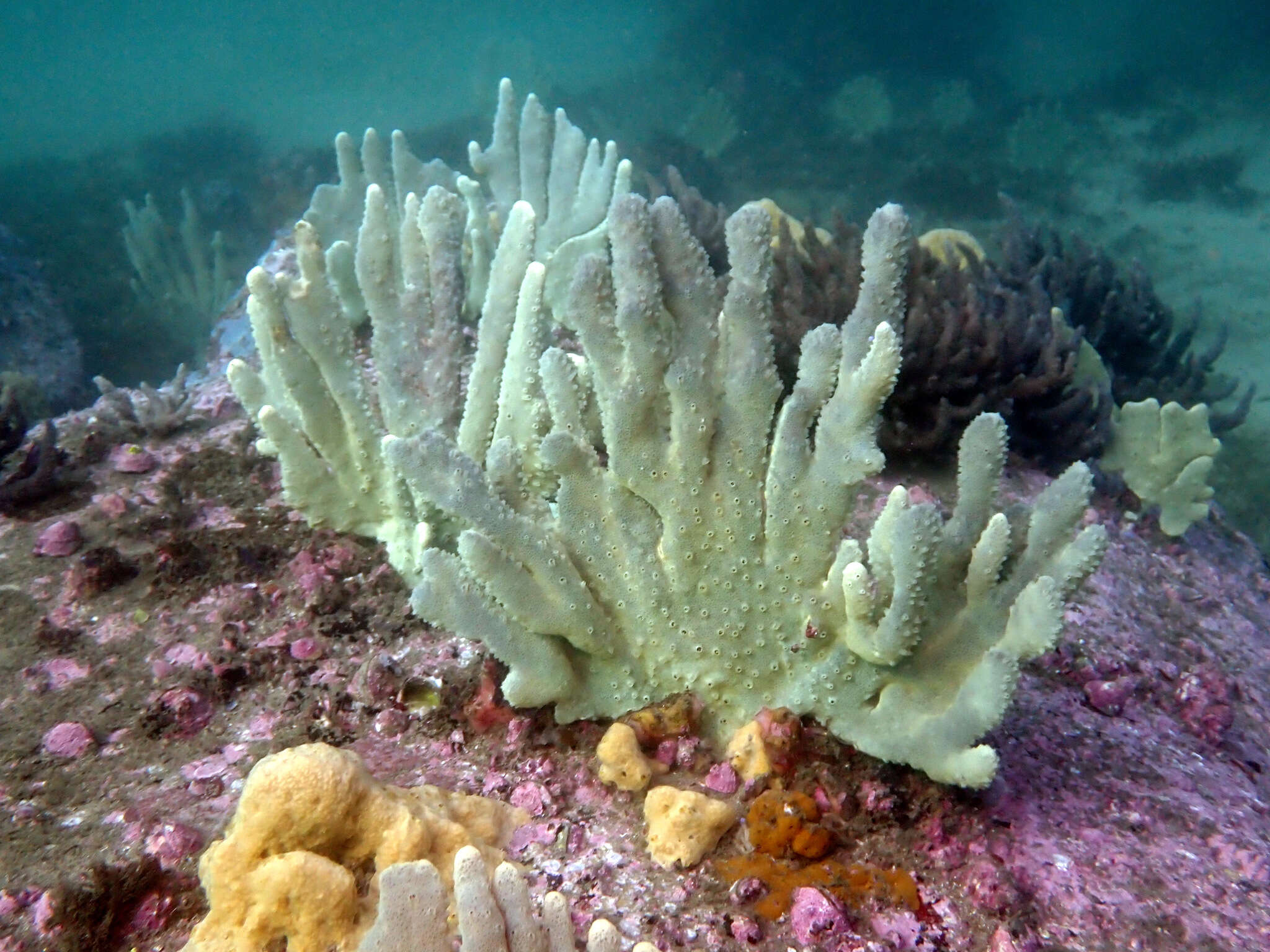 Image of Callyspongia (Cladochalina) manus Lendenfeld 1887