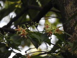 Image of Wrightia pubescens R. Br.