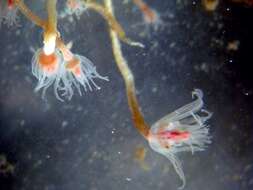 Image of pinkmouth hydroid