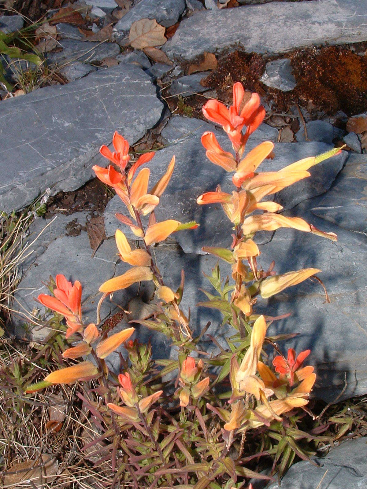 Слика од Castilleja integrifolia L. fil.