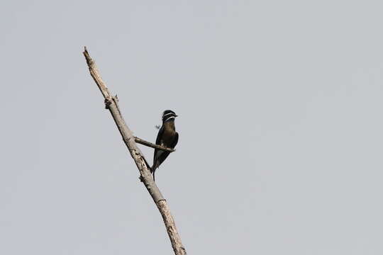 Image of Whiskered Treeswift